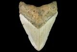 Fossil Megalodon Tooth - North Carolina #109886-1